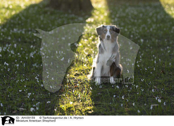 Miniature American Shepherd / Miniature American Shepherd / AH-09159