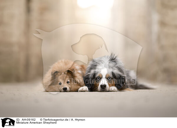 Miniature American Shepherd / AH-09162
