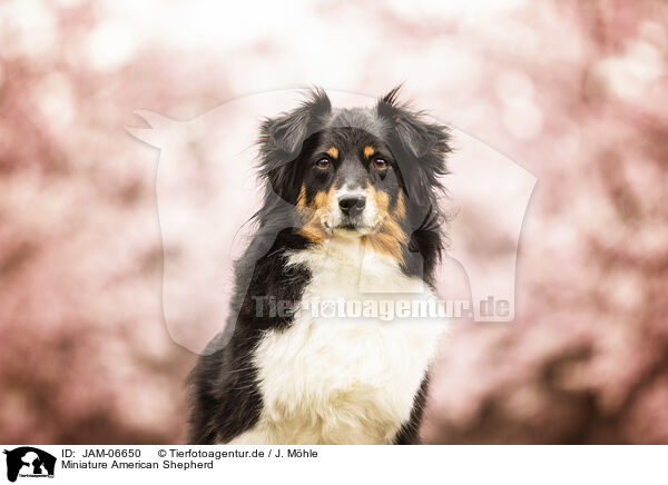 Miniature American Shepherd / Miniature American Shepherd / JAM-06650