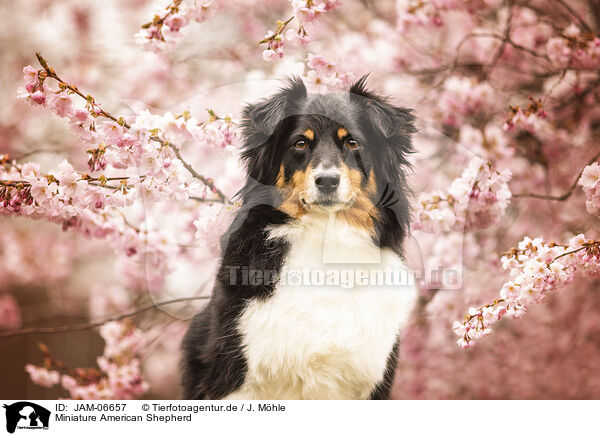 Miniature American Shepherd / Miniature American Shepherd / JAM-06657