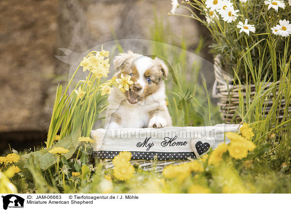 Miniature American Shepherd / Miniature American Shepherd / JAM-06663
