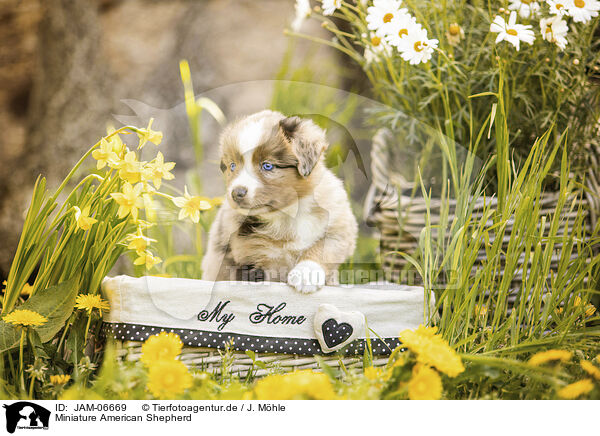 Miniature American Shepherd / Miniature American Shepherd / JAM-06669