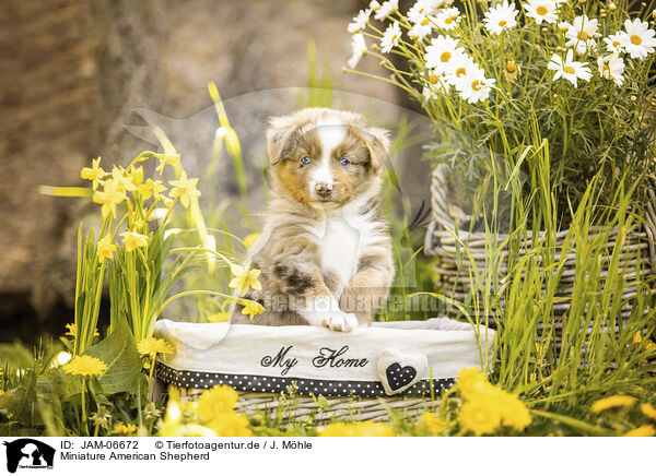Miniature American Shepherd / Miniature American Shepherd / JAM-06672