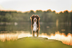 Miniature American Shepherd