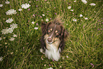 Miniature American Shepherd