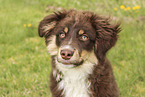 Miniature American Shepherd Welpe