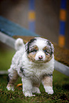 laufender Miniature American Shepherd Welpe