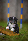 sitzender Miniature American Shepherd Welpe