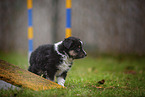 stehender Miniature American Shepherd Welpe