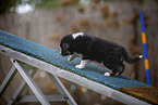 laufender Miniature American Shepherd Welpe