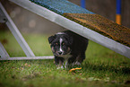 laufender Miniature American Shepherd Welpe