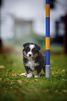 stehender Miniature American Shepherd Welpe