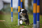 laufender Miniature American Shepherd Welpe