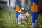 stehender Miniature American Shepherd Welpe