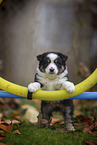 stehender Miniature American Shepherd Welpe