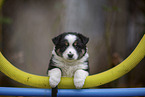 Miniature American Shepherd Welpe