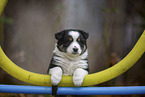 Miniature American Shepherd Welpe