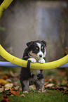 stehender Miniature American Shepherd Welpe