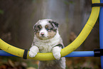 Miniature American Shepherd Welpe