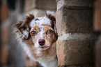 Miniature American Shepherd Portrait