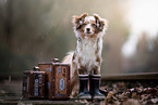 Miniature American Shepherd