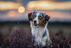 Miniature American Shepherd in der Heide