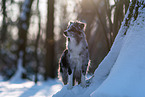 Miniature American Shepherd im Winter