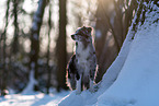 Miniature American Shepherd im Winter