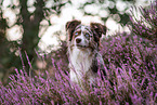 Miniature American Shepherd