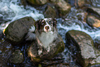 Miniature American Shepherd
