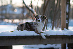 Miniature American Shepherd