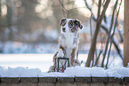 Miniature American Shepherd