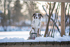 Miniature American Shepherd