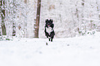 Miniature American Shepherd im Schnee