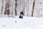 Miniature American Shepherd im Schnee
