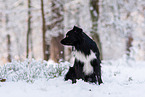 Miniature American Shepherd im Schnee