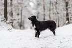 Miniature American Shepherd im Schnee