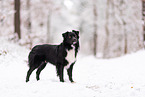 Miniature American Shepherd im Schnee