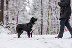 Miniature American Shepherd im Schnee