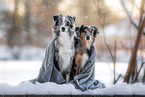 blue-merle Miniature American Shepherds