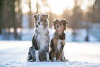 blue-merle Miniature American Shepherds