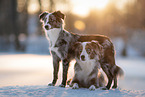 blue-merle Miniature American Shepherds