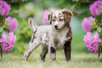 Miniature American Shepherd Welpe steht auf Wiese