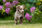 Miniature American Shepherd Welpe
