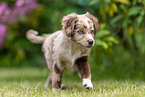 rennender Miniature American Shepherd Welpe