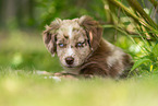 liegender Miniature American Shepherd Welpe