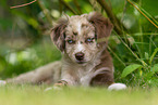 liegender Miniature American Shepherd Welpe