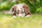 liegender Miniature American Shepherd Welpe