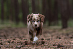 Miniature American Shepherd Welpe