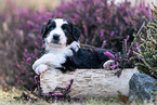 Miniature American Shepherd Welpe liegt auf Baumstamm